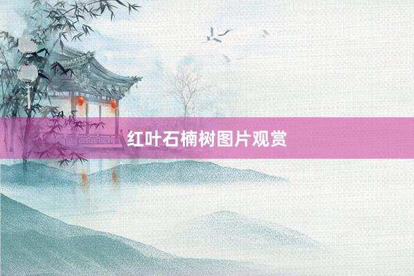 红叶石楠树图片观赏