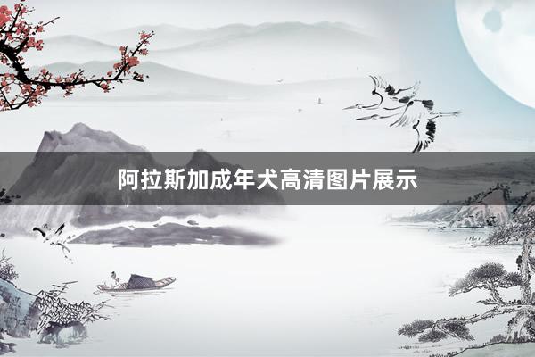 阿拉斯加成年犬高清图片展示